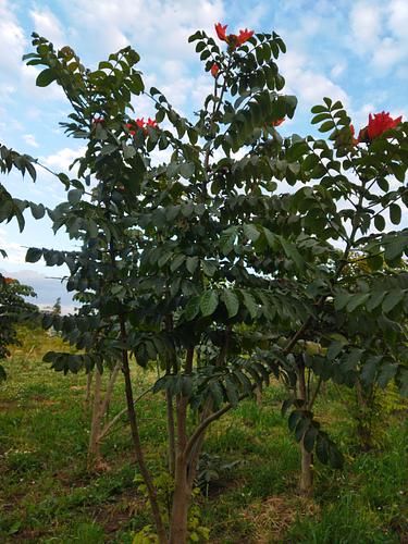 Tulipán Africano en Atlixco, Puebla