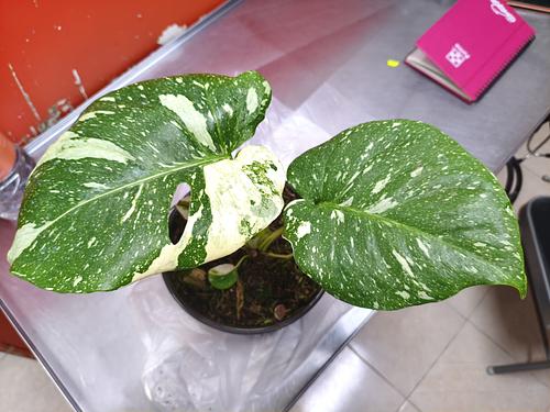 Costilla de Adan Variegada en Toluca, Estado de México