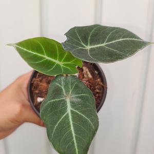 Alocasia Black Velvet