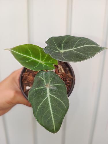 Alocasia Black Velvet en Berriozábal, Chiapas