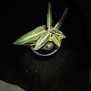 Calatea Triostar - Pluma Apache