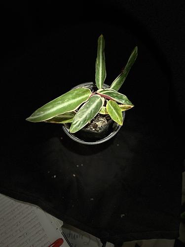 Calatea Triostar - Pluma Apache en Guadalupe, Nuevo León