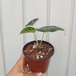 Alocasia Black Velvet