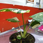 Costilla de Adan Variegada