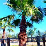 Palma Washingtonia
