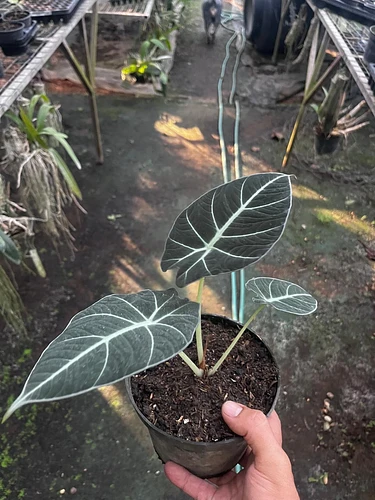 Alocasia Black Velvet en Tres Valles, Veracruz