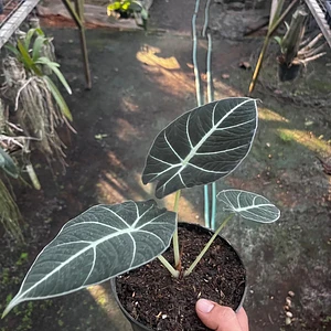 Alocasia Little Queen