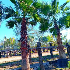 Palma Washingtonia