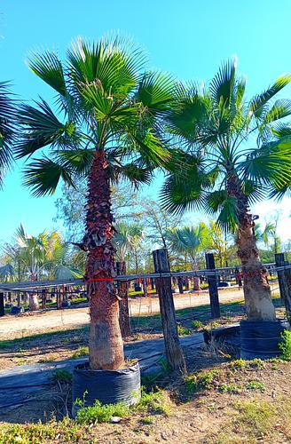 Palma Washingtonia en Montemorelos, Nuevo León