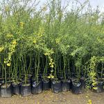 Palo Verde sin Espinas Original