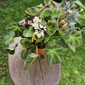 Begonia Reptil