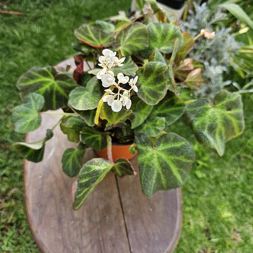 Begonia Reptil en Toluca, Estado de México