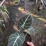 Alocasia Black Velvet