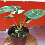 Costilla de Adan Variegada