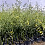 Palo Verde sin Espinas Original