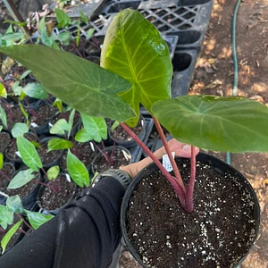 Alocasia Roja Imperial