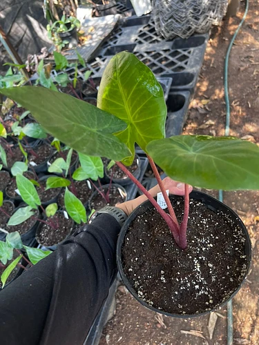 Alocasia Roja Imperial en Tres Valles, Veracruz