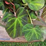 Begonia Reptil