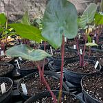 Alocasia Roja Imperial
