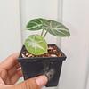 Alocasia Ninja