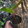 Alocasia Roja Imperial