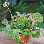 Begonia Reptil