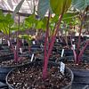 Alocasia Roja Imperial
