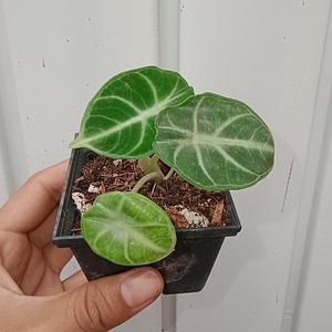 Alocasia Ninja
