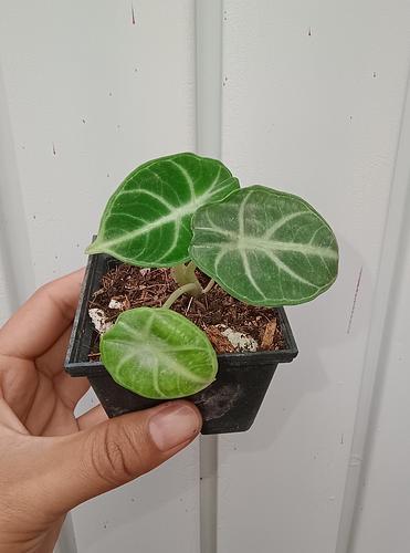 Alocasia Ninja en Berriozábal, Chiapas