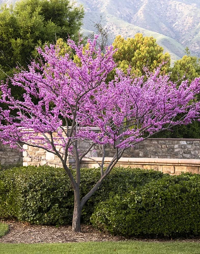 Duraznillo / Texas Redbud en Monterrey, Nuevo León