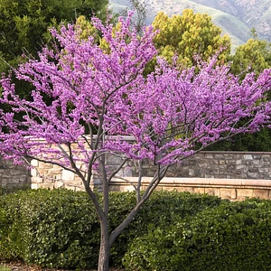 Duraznillo / Texas Redbud