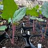 Alocasia Roja Imperial