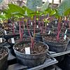 Alocasia Roja Imperial