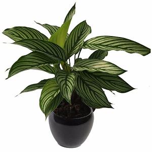 Calathea Vitatta o Calathea Eliptica
