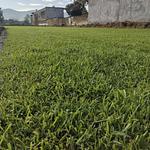 Pasto en Rollo Cuernavaca San Agustin Hoja Ancha.