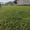 Pasto en Rollo Cuernavaca San Agustin Hoja Ancha.