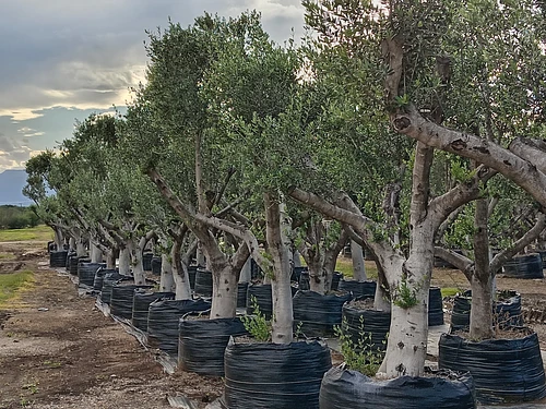 Olivo en Montemorelos, Nuevo León