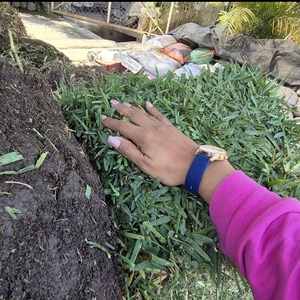 Pasto en Rollo Cuernavaca San Agustin Hoja Ancha.