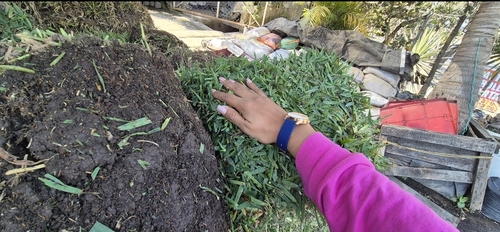 Pasto en Rollo Cuernavaca San Agustin Hoja Ancha. en Cocoyoc, Morelos