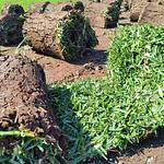 Pasto en Rollo Cuernavaca San Agustin Hoja Ancha.