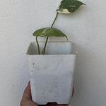 Monstera Thai Constellation