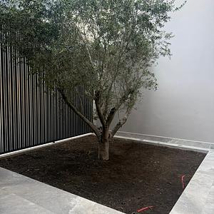 Olivo