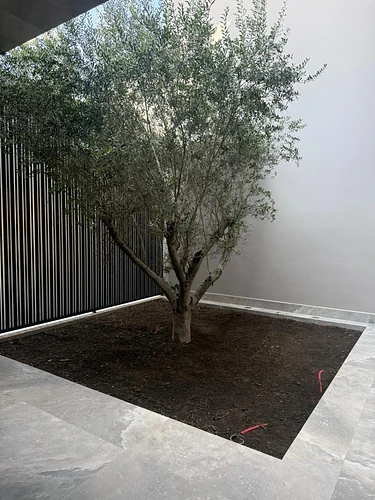 Olivo en Allende, Nuevo León