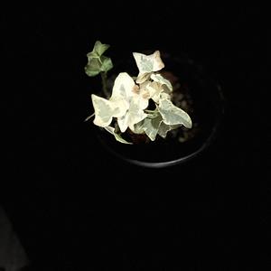 Hiedra Variegada