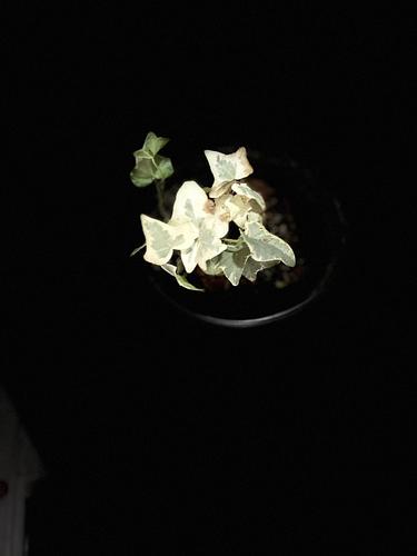 Hiedra Variegada en Guadalupe, Nuevo León