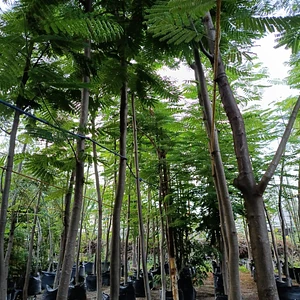 Tabachin Framboyan