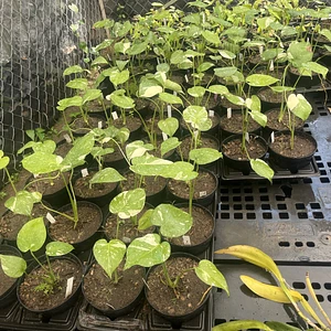 Monstera Thai Constellation