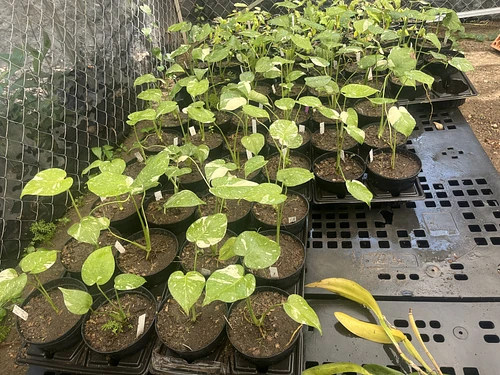 Monstera Thai Constellation en Tres Valles, Veracruz