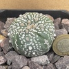 Astrophytum Asterias Five Ribs