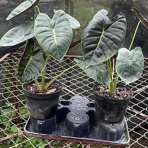 Alocasia Hueso Dorado